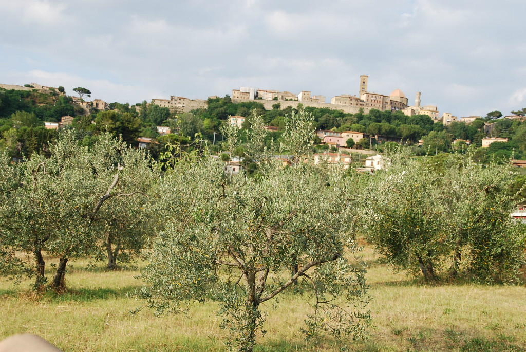 Bovenop de heuvel ligt Volterra, met op de voorgrond een olijvenboomgaard