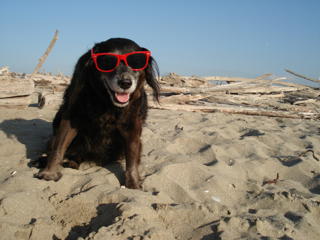 Met uw hond mee op vakantie